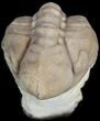 Bargain, Lochovella (Reedops) Trilobite - Oklahoma #42849-1